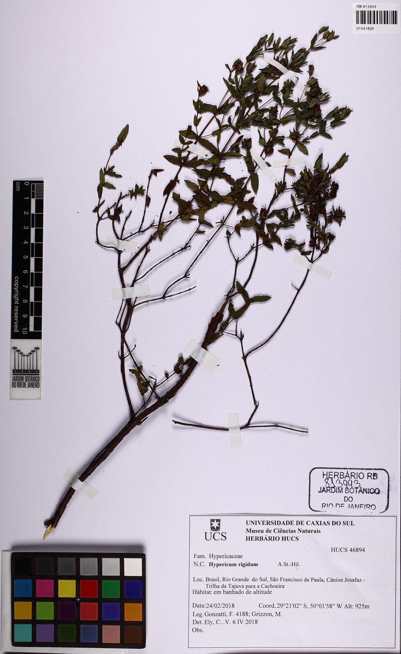 Hypericum rigidum photo 7