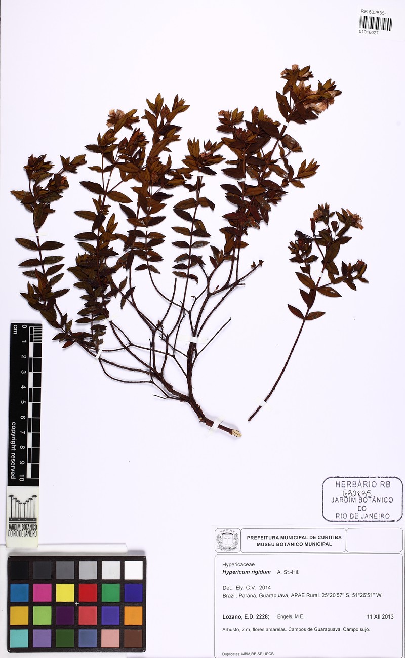 Hypericum rigidum photo 8