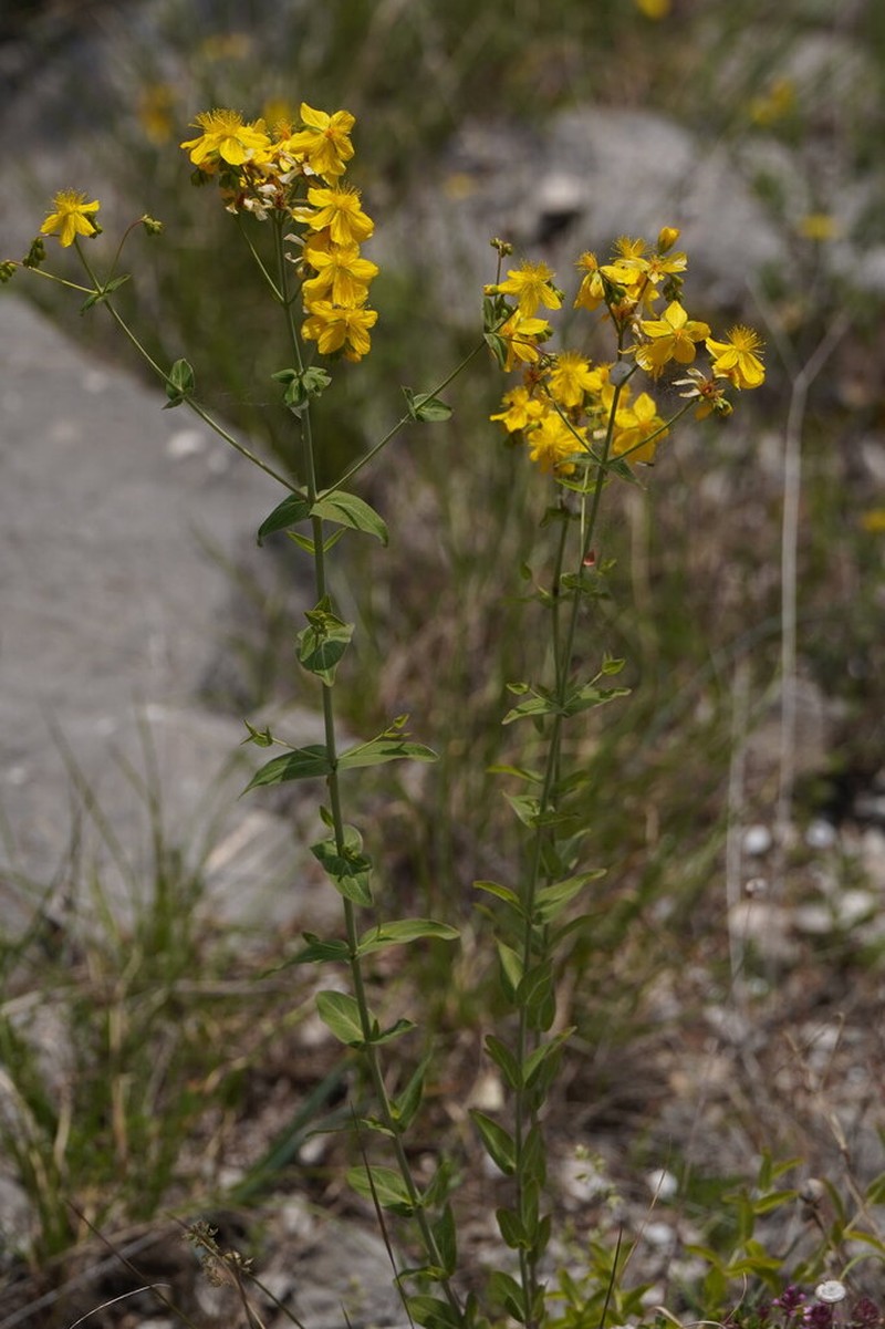 Hypericum rochelii