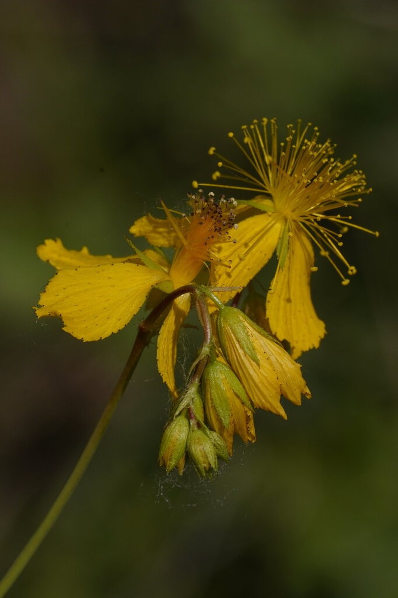 Hypericum rochelii photo 2
