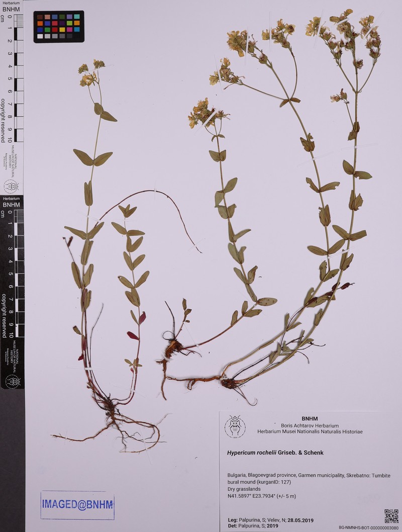 Hypericum rochelii photo 3