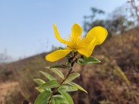 Hypericum roeperianum