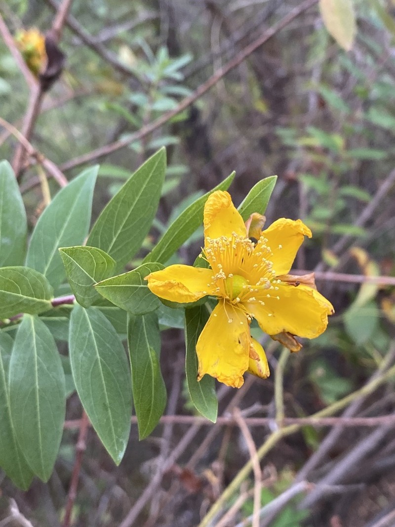 Hypericum roeperianum photo 2