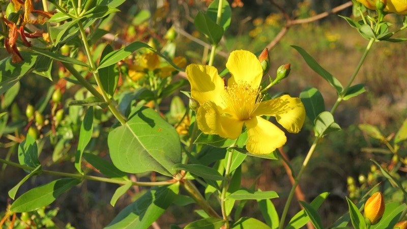 Hypericum roeperianum photo 3