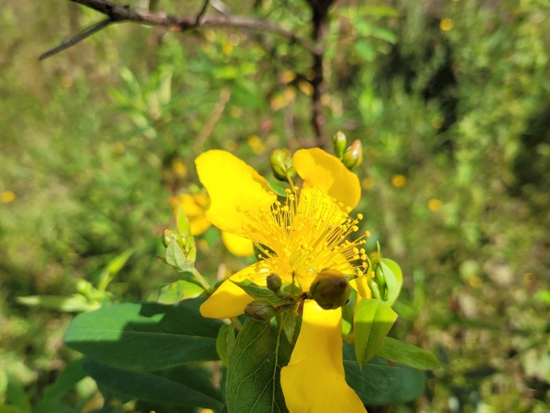 Hypericum roeperianum photo 4