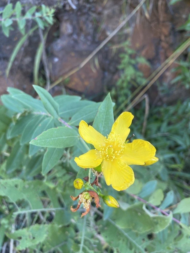 Hypericum roeperianum photo 5