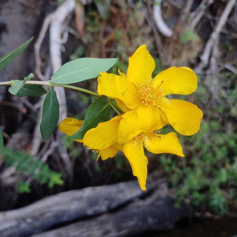 Hypericum roeperianum photo 6