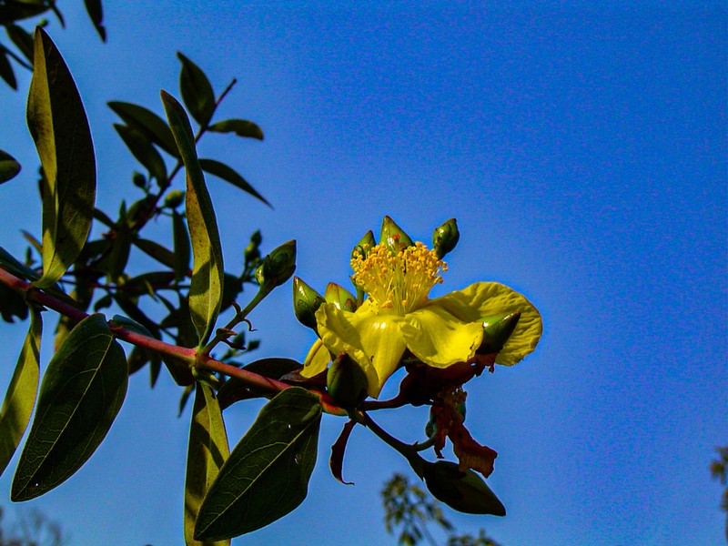 Hypericum roeperianum photo 7