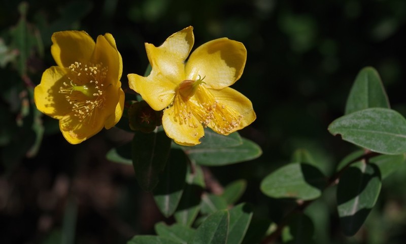 Hypericum roeperianum photo 8