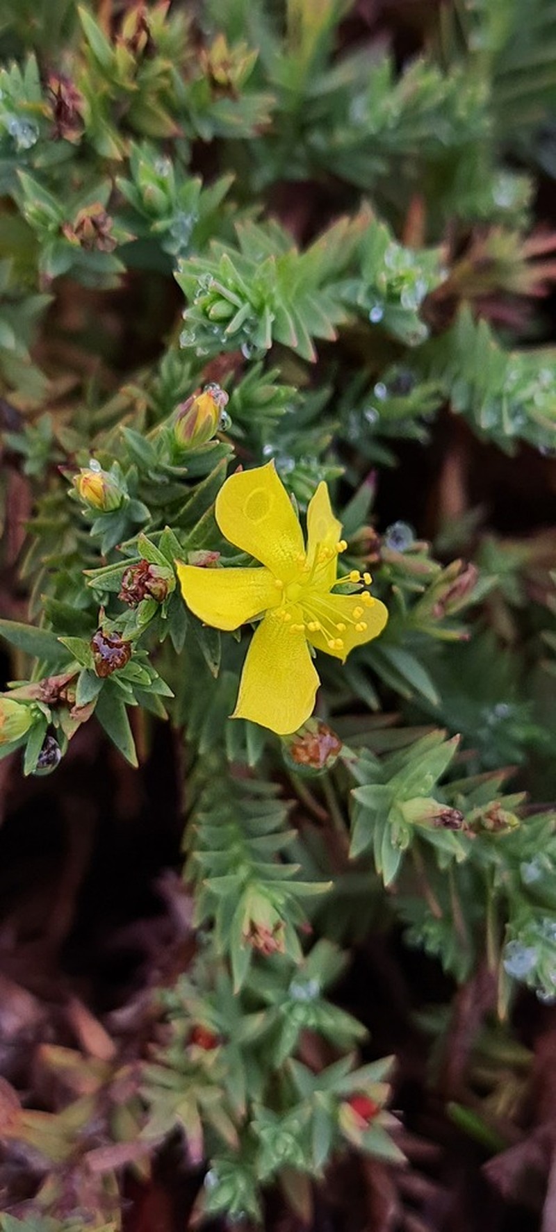 Hypericum roraimense
