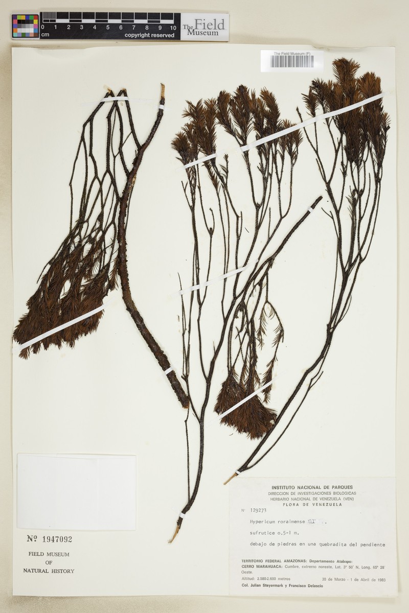 Hypericum roraimense photo 2