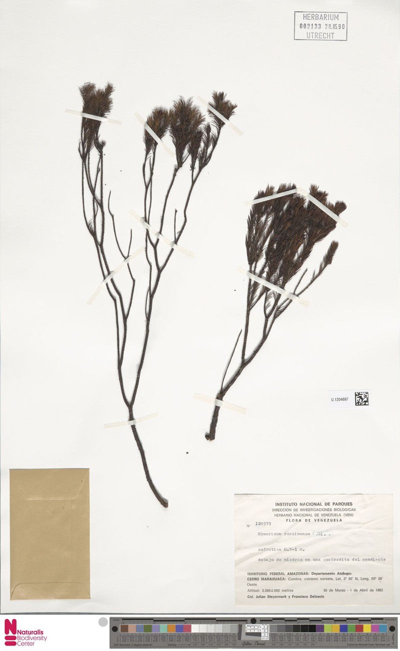 Hypericum roraimense photo 3