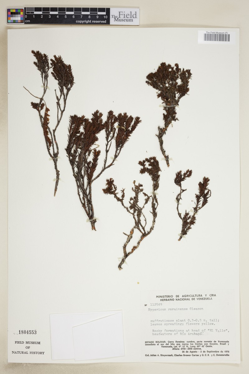 Hypericum roraimense photo 4