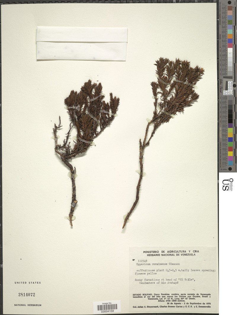 Hypericum roraimense photo 6