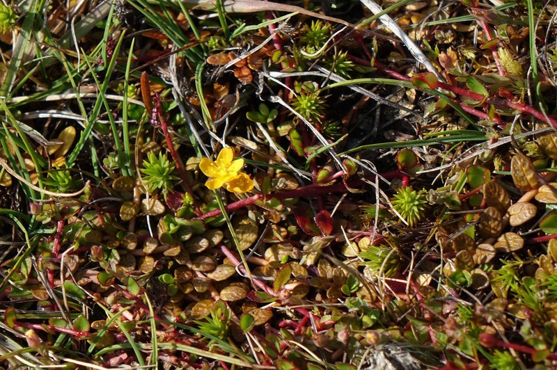 Hypericum rubicundulum
