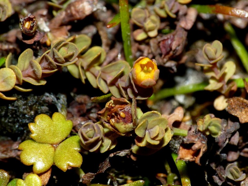 Hypericum rubicundulum photo 2