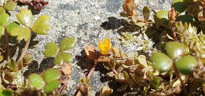 Hypericum rubicundulum photo 3