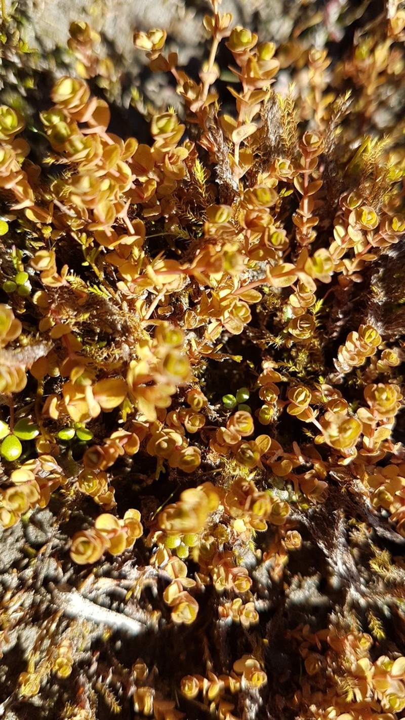 Hypericum rubicundulum photo 4