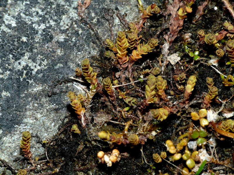 Hypericum rubicundulum photo 5