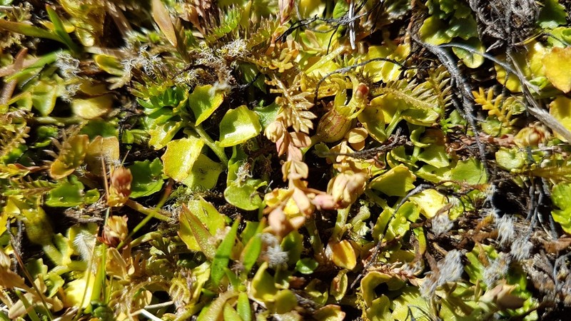 Hypericum rubicundulum photo 6