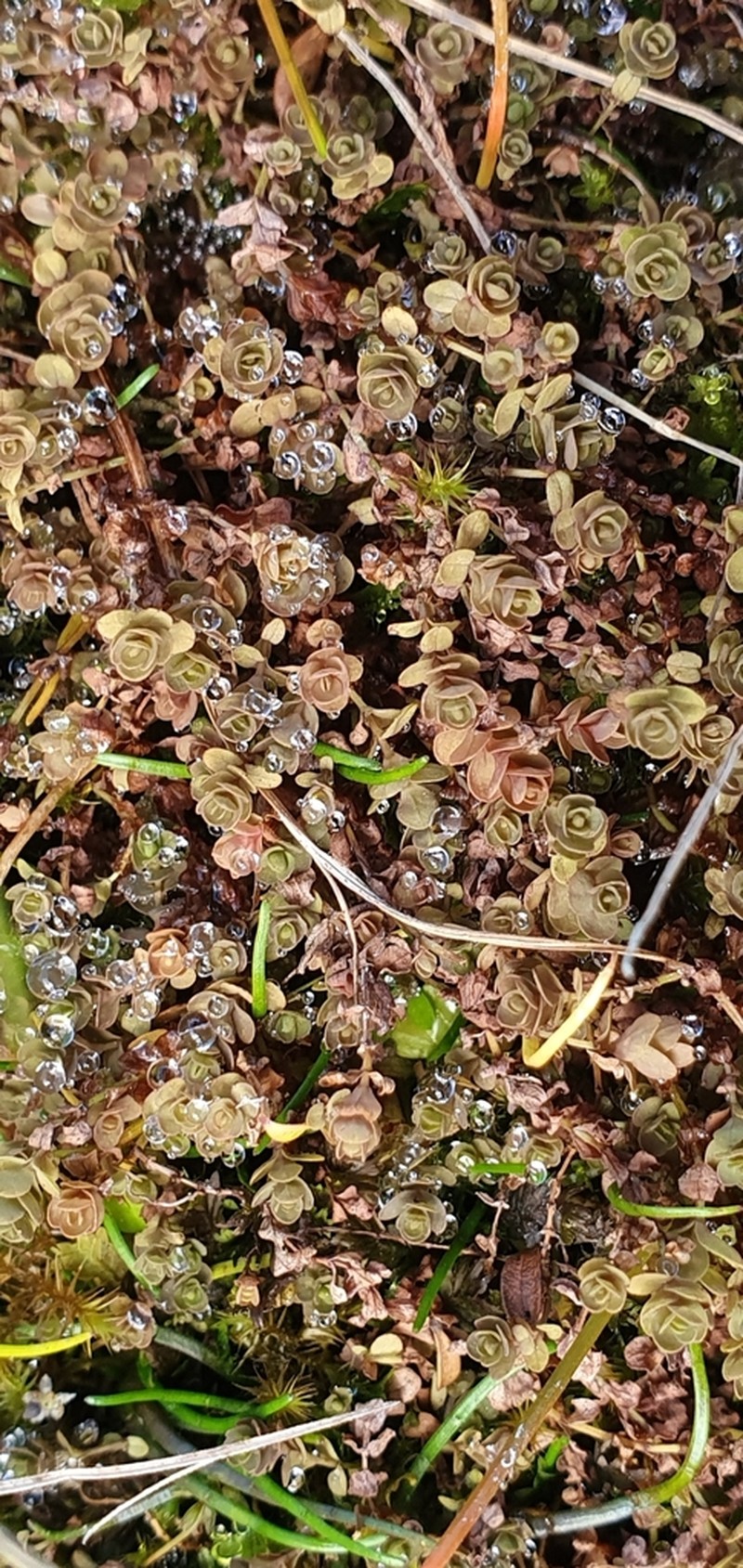 Hypericum rubicundulum photo 7