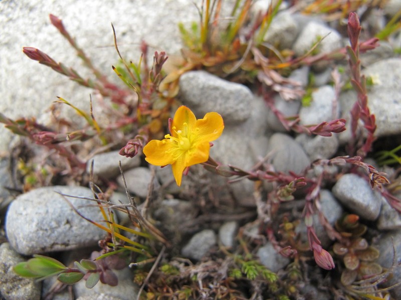 Hypericum rubicundulum photo 8