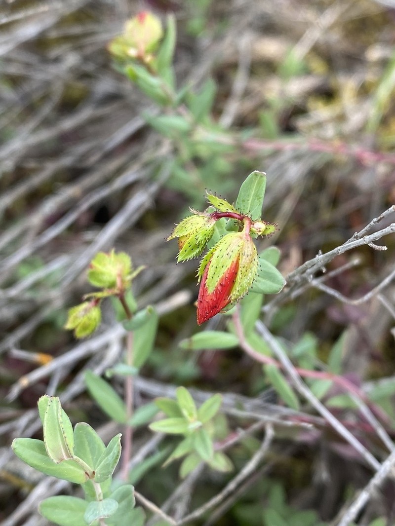Hypericum rumeliacum photo 2