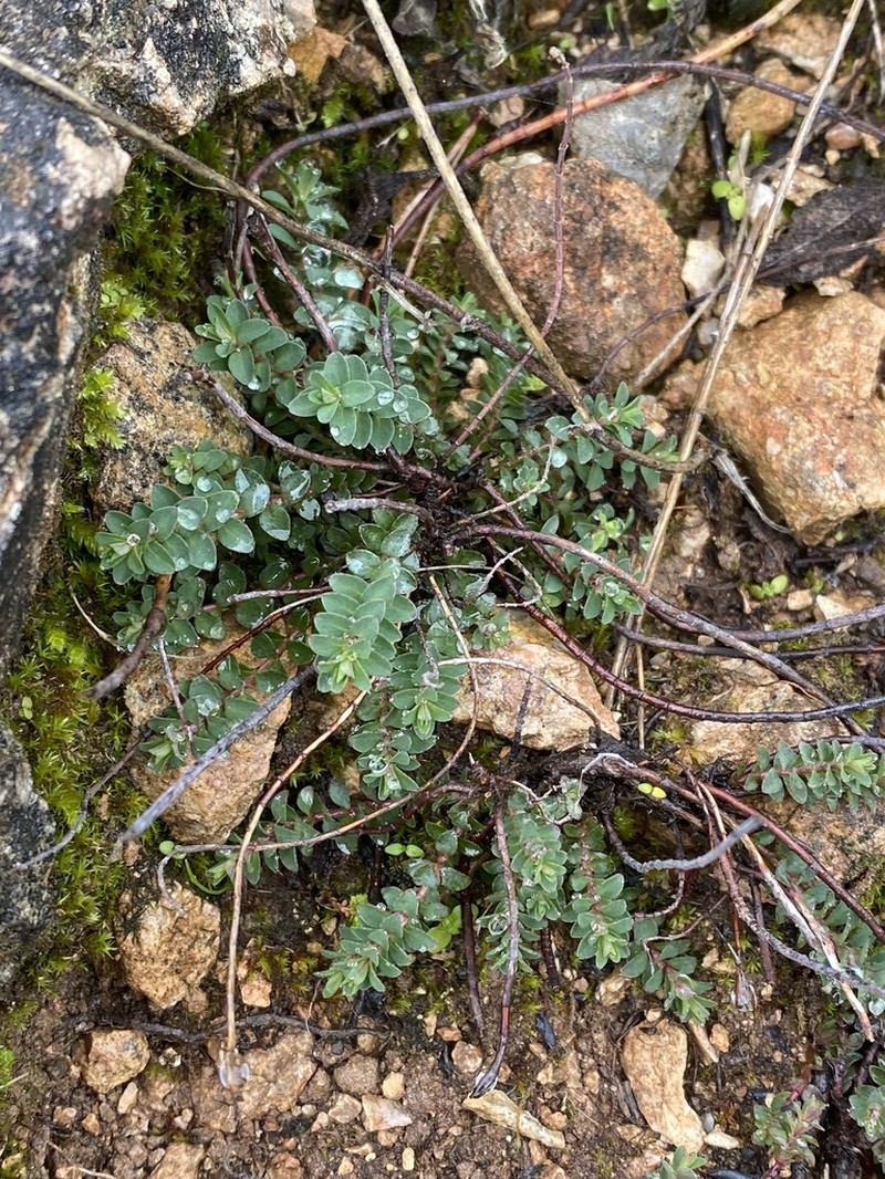 Hypericum rumeliacum photo 3