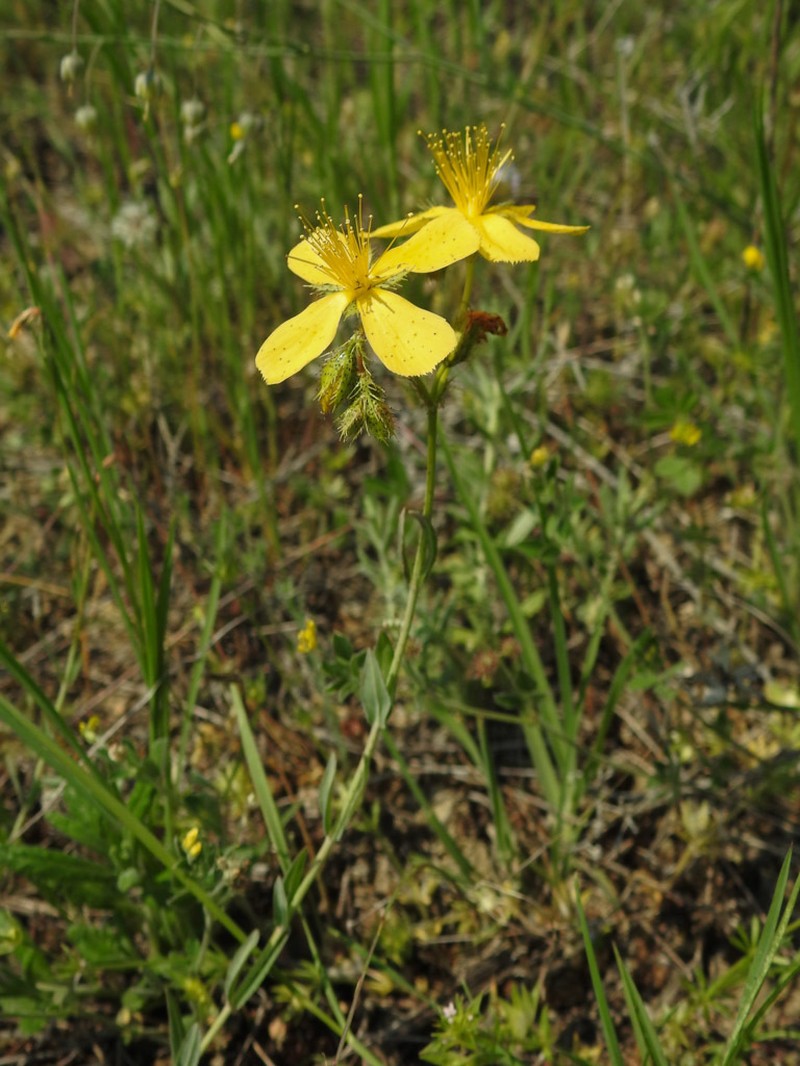 Hypericum rumeliacum photo 4