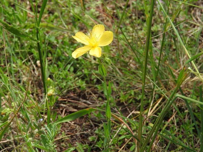 Hypericum rumeliacum photo 5