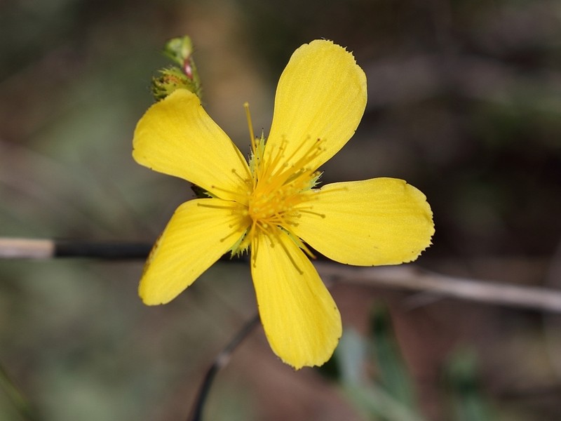 Hypericum rumeliacum photo 6