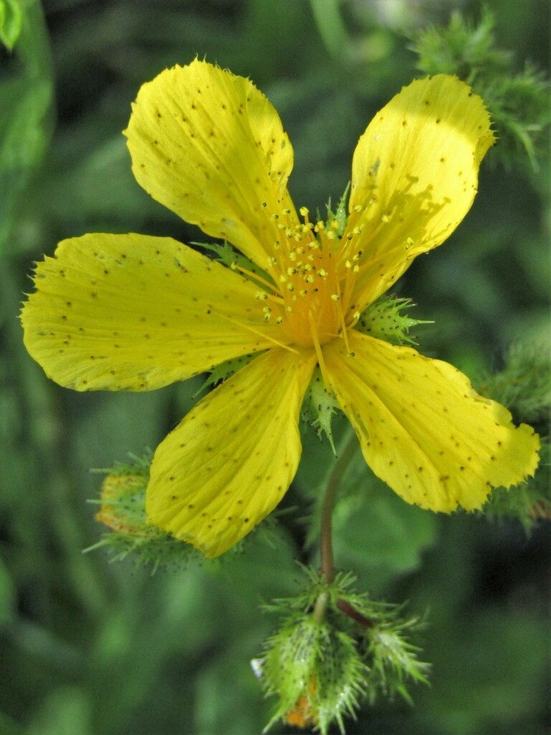Hypericum rumeliacum photo 7