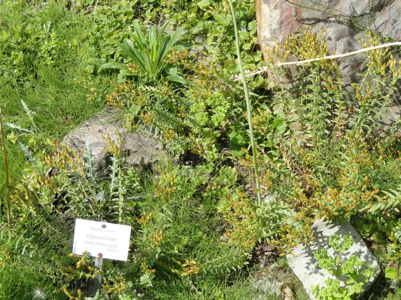 Hypericum rumeliacum