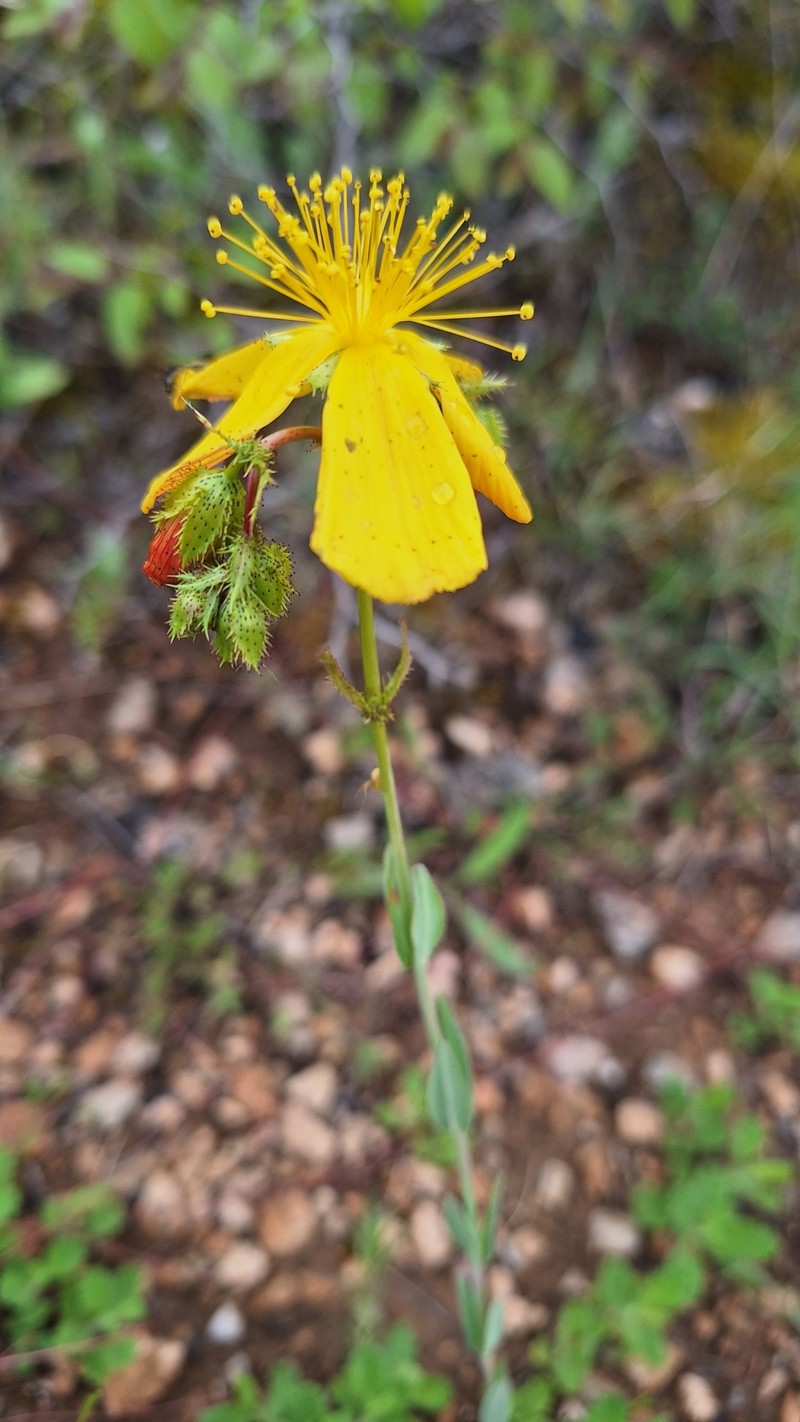 Hypericum rumeliacum subsp. rumeliacum