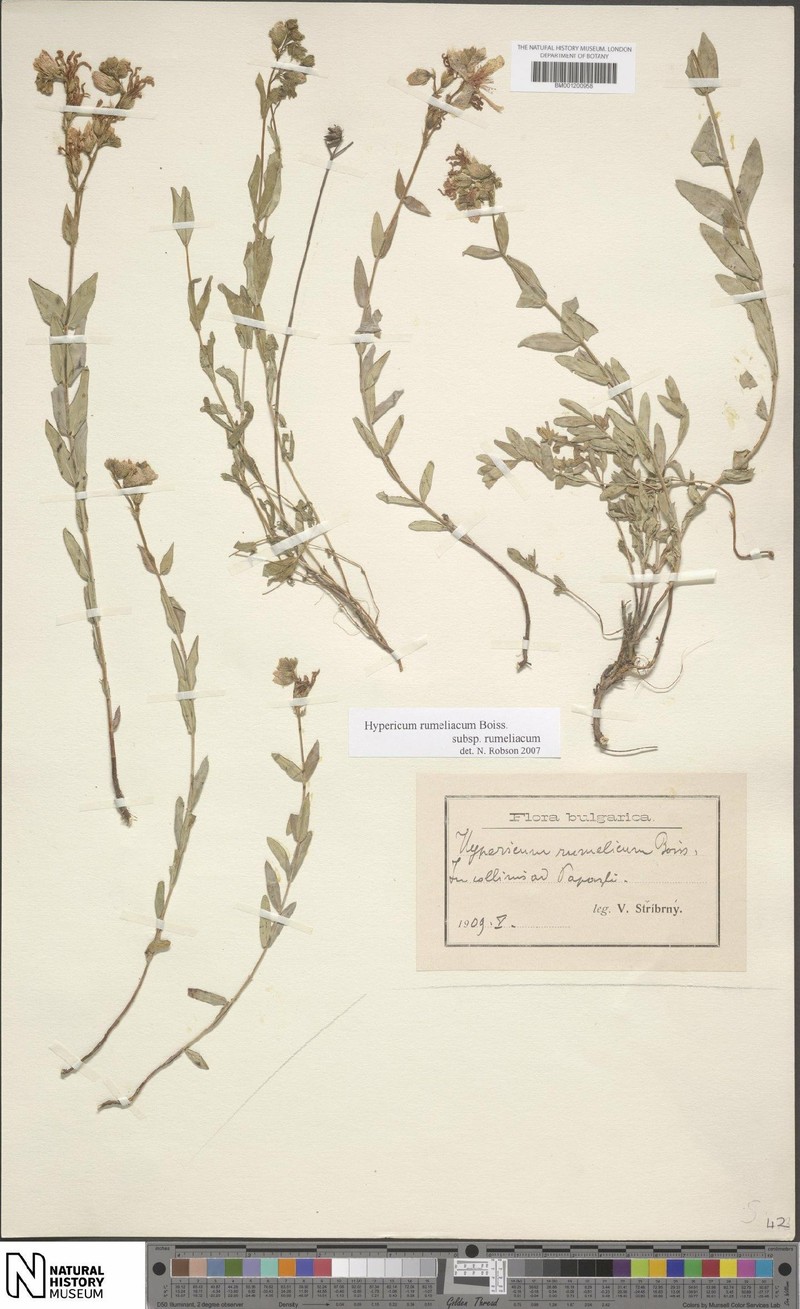 Hypericum rumeliacum subsp. rumeliacum photo 4