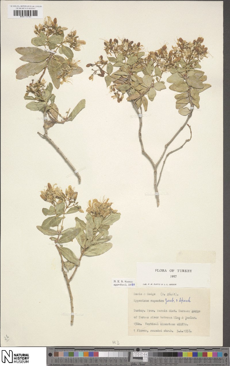Hypericum rupestre