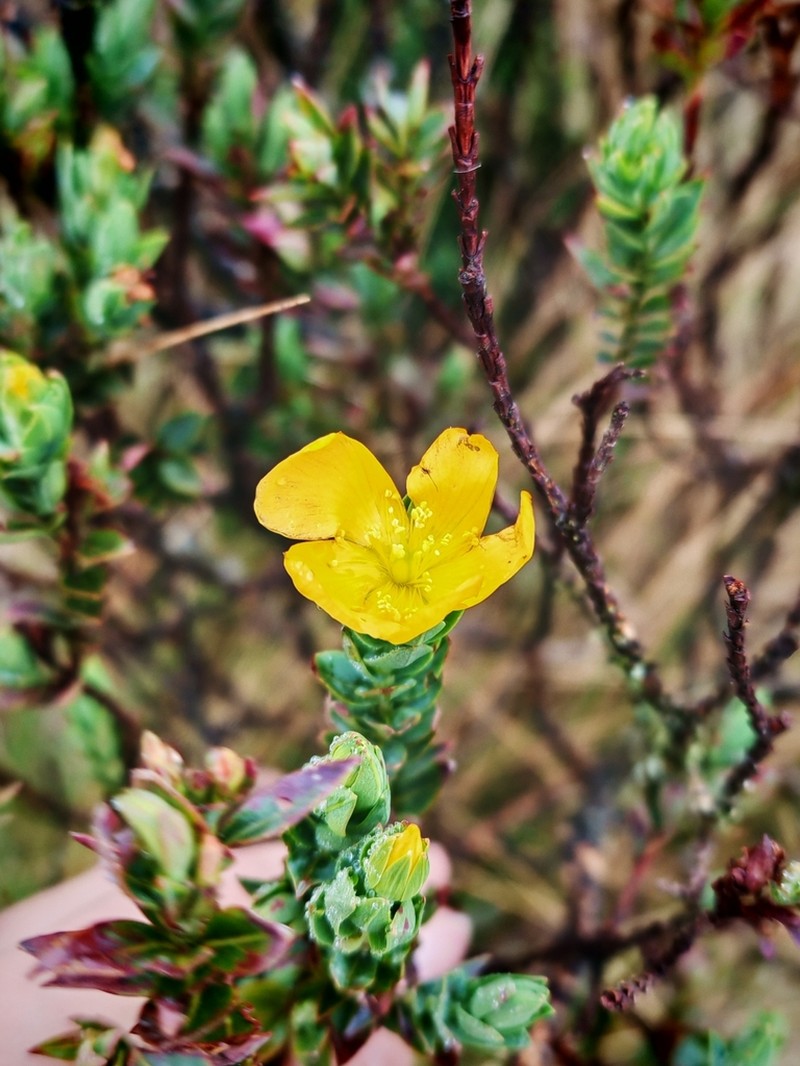 Hypericum ruscoides