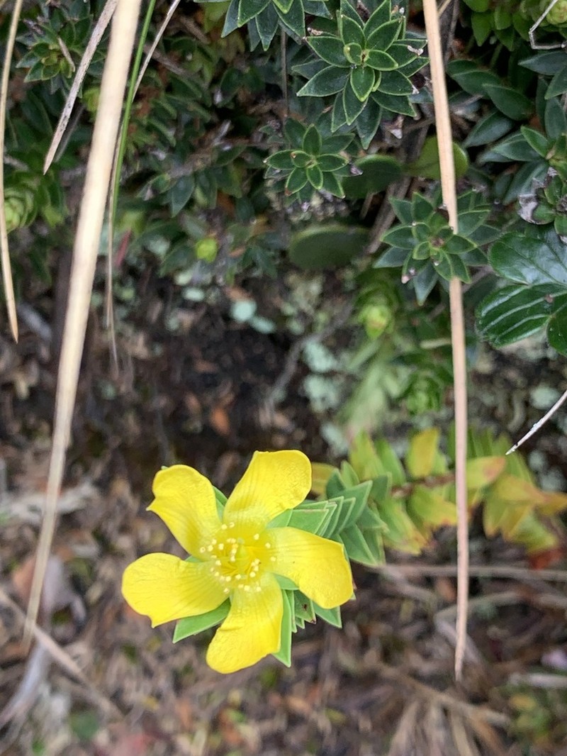 Hypericum ruscoides photo 2