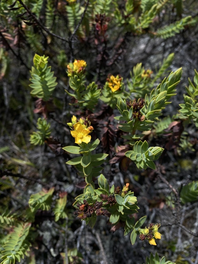 Hypericum ruscoides photo 3