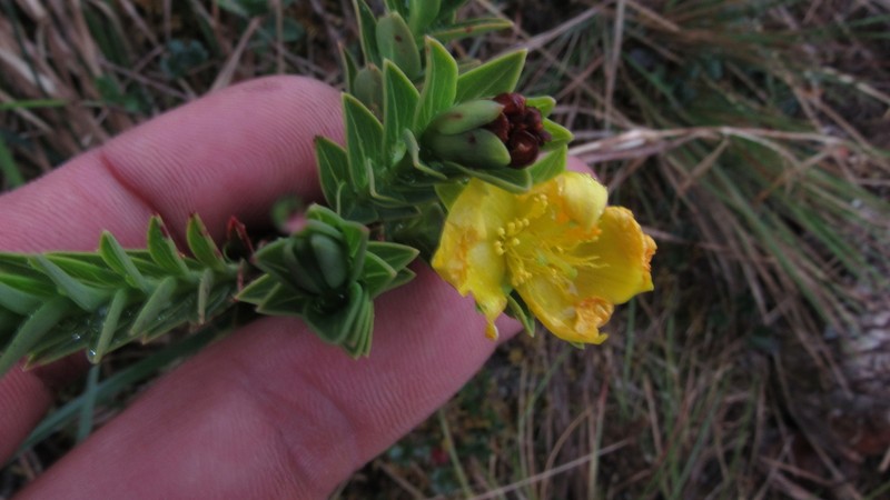 Hypericum ruscoides photo 4