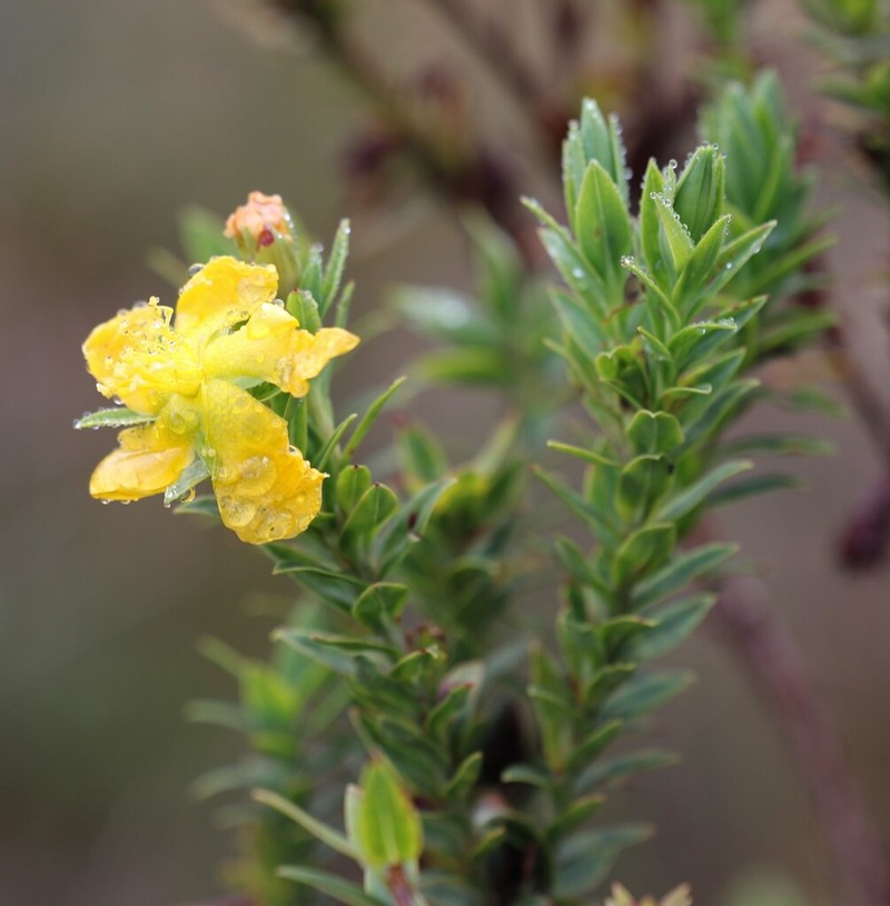 Hypericum ruscoides photo 5
