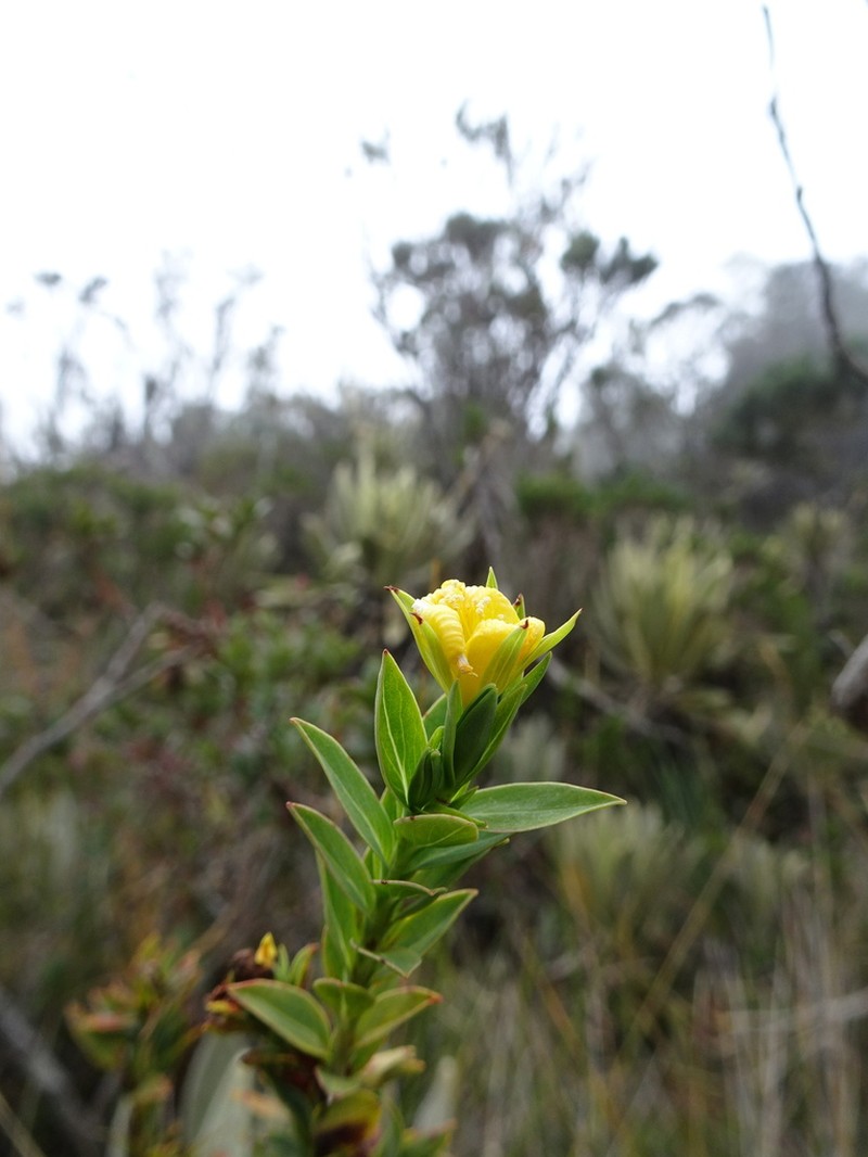 Hypericum ruscoides photo 6