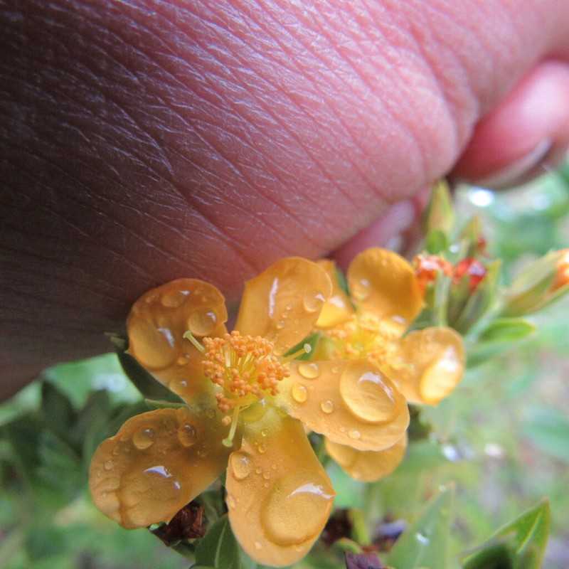 Hypericum ruscoides photo 7