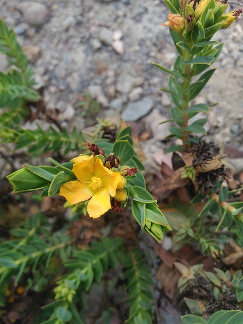 Hypericum ruscoides photo 8