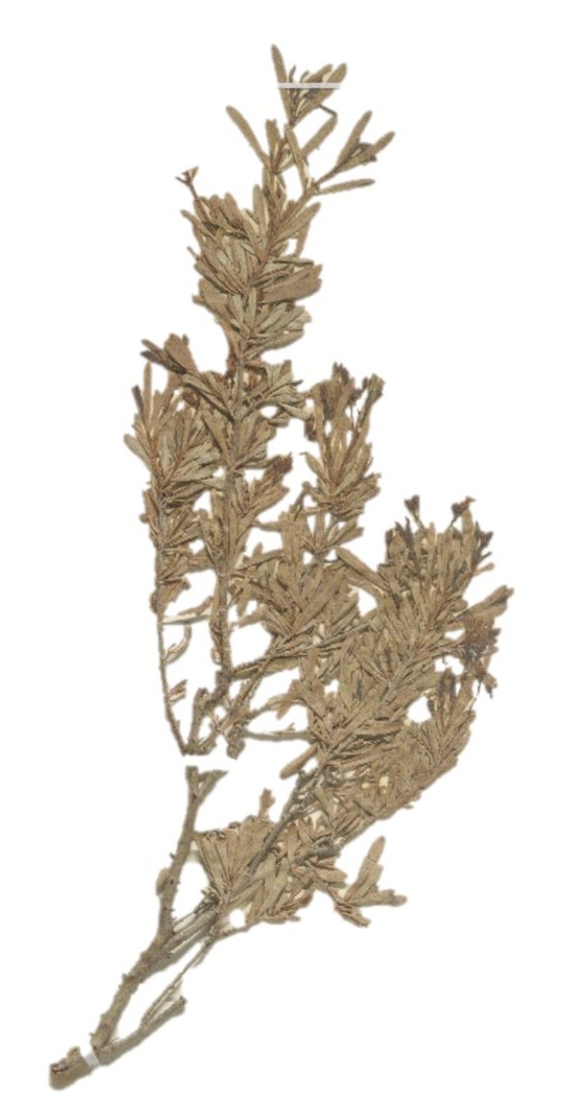 Hypericum russeggeri