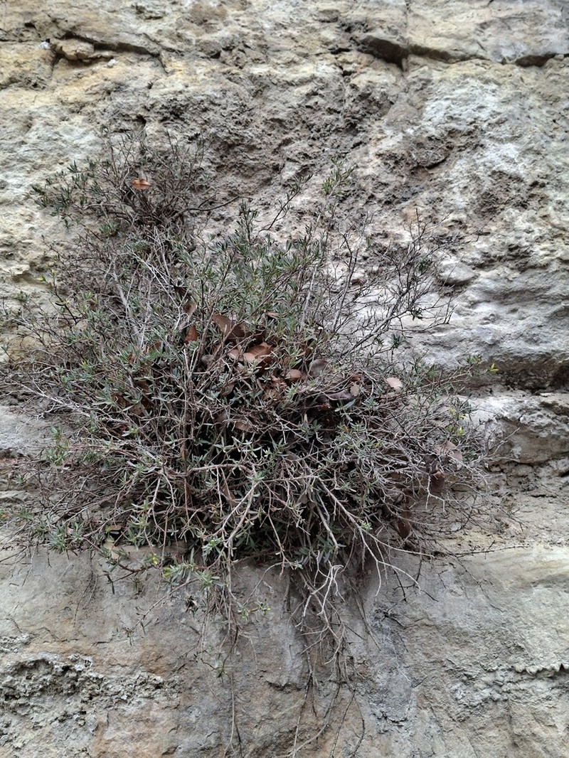 Hypericum russeggeri photo 2