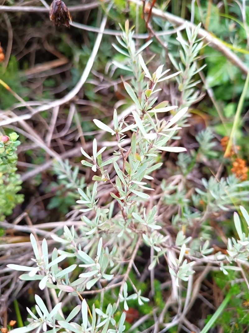 Hypericum russeggeri photo 3