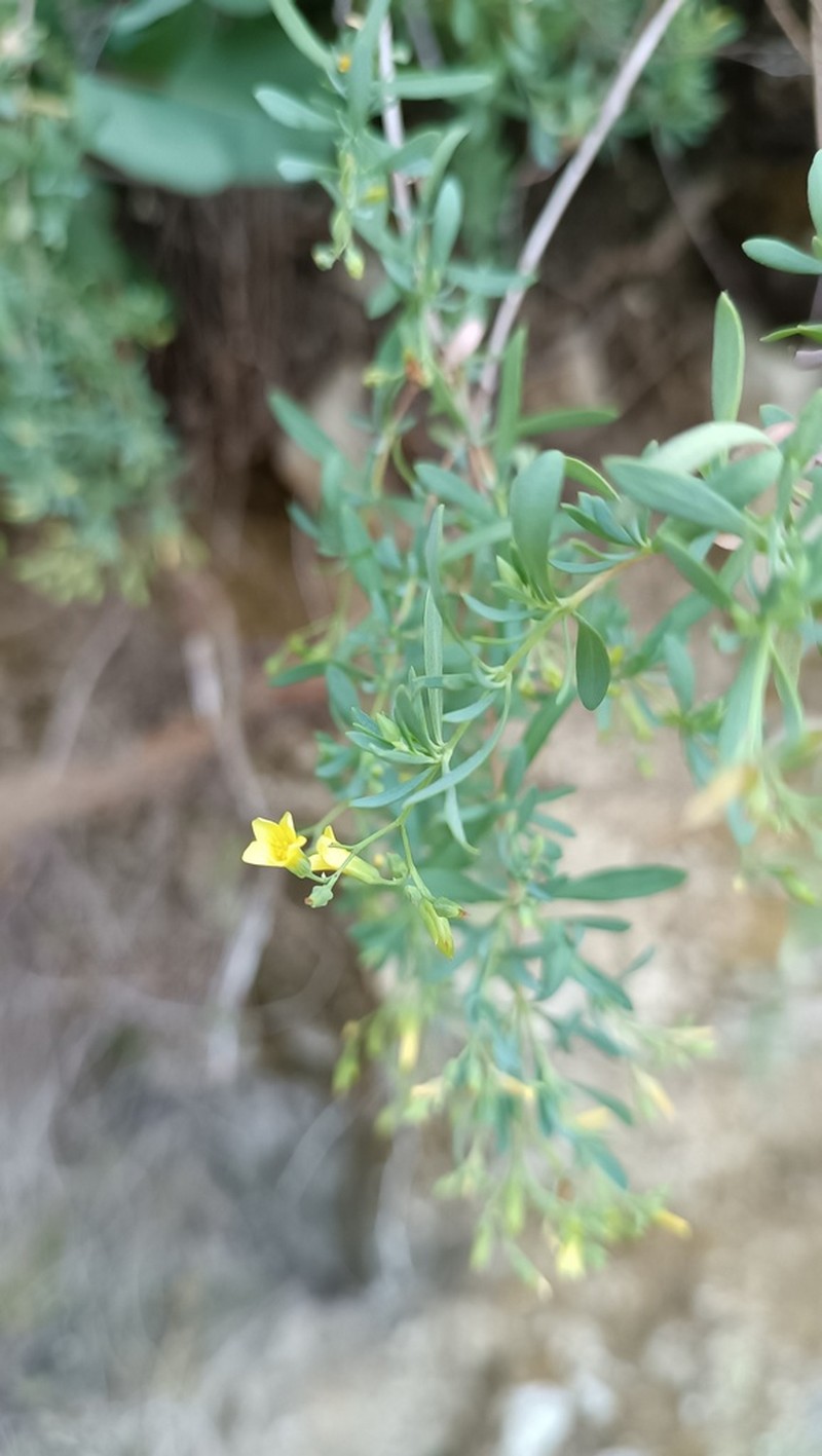Hypericum russeggeri photo 4