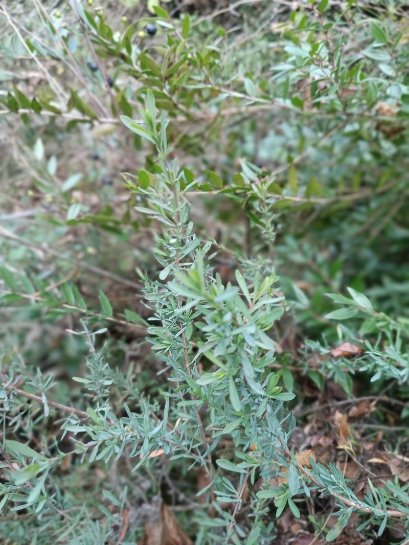 Hypericum russeggeri photo 5