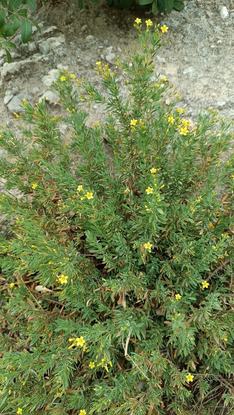 Hypericum russeggeri photo 6